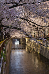 Fototapeta na wymiar 目黒川と桜　東京