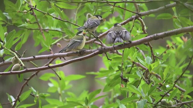 Great tit bird feeding with insects his chicks.60fps HD footage.