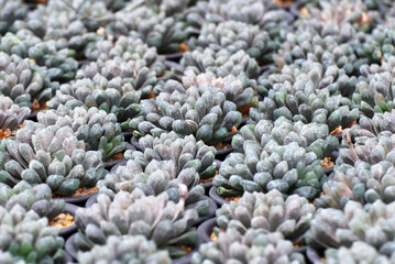 closeup white haworthia cooperi cactus or succulent flower pot in the garden - Houseplant gardening backdrop and beautiful detail background