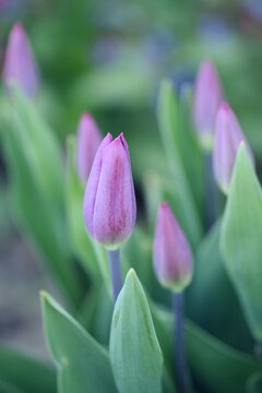 Pastel pink tulips, spring flowers in buds