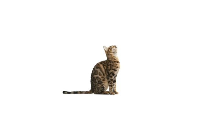 cat  on a white background