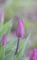 Pastel pink tulips for mothers' day wishes