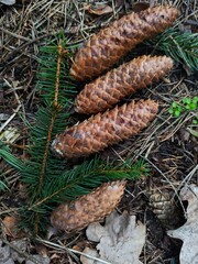 pine cones with branches