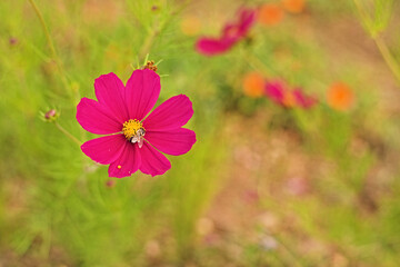 A pink flower with a bee and unfocused background