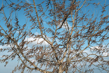Obraz premium branches against blue sky
