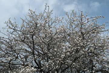 tree branches against sky