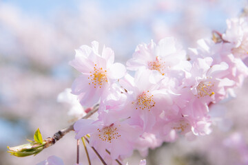 祇園四条の桜