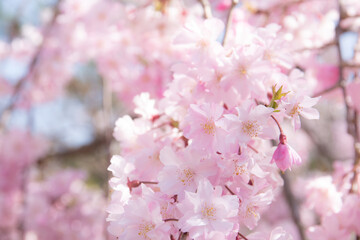 祇園四条の桜