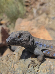 the giant lizard of tenerife