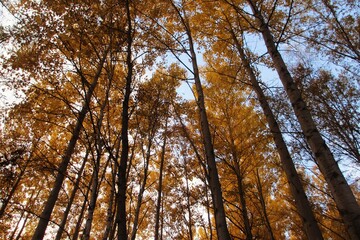 trees in the autumn forest