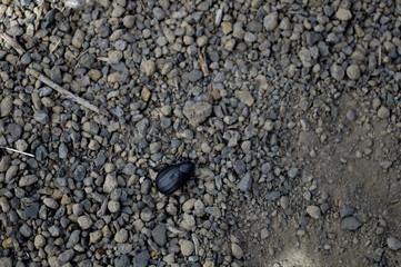Tenerife endemic black beetle