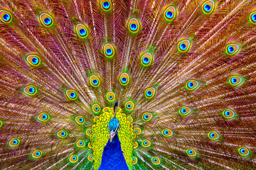 Obraz premium Pfau schlägt Rad