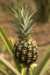 Green pineapple growing in the field