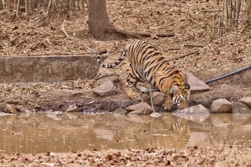 Naklejka na ściany i meble Tiger at Tadoba National Park 