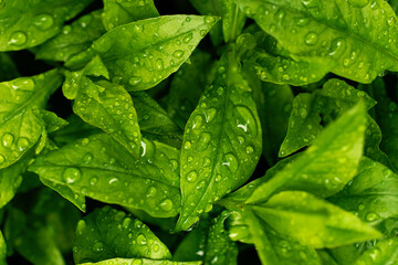 Top view photography of the fresh green leafs after rain.Horizontal natural background with copy space.Can be used as banner.Beautiful foliage with droplets.