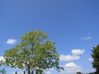 夏の入り口の空と木