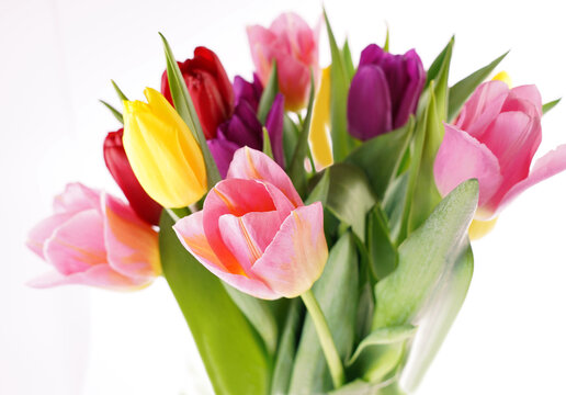 Many beautiful colorful tulips with leaves in a glass vase isolated on transparent background. Photo with fresh spring flowers for any festive design