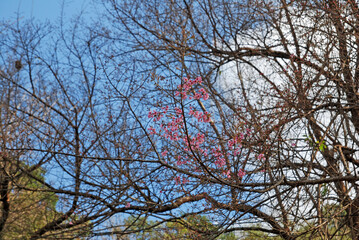 Nature scene of Wild Himalayan Cherry blossom tree at Doiphatung chiang rai , thailand , thailand or call sakura thailand - beautiful flora in winter season