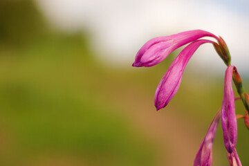 Pink flower with closed petals and bokeh background