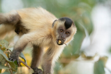 The Hooded capuchin monkey (Cebus apella cay)