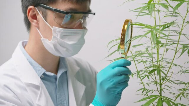 A scientist is checking and analyzing a cannabis sativa experiment , hemp plant  for herbal pharmaceutical cbd oil in a laboratory