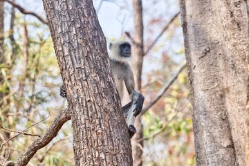 Langur sitting on the branch and ready for alarm calls 