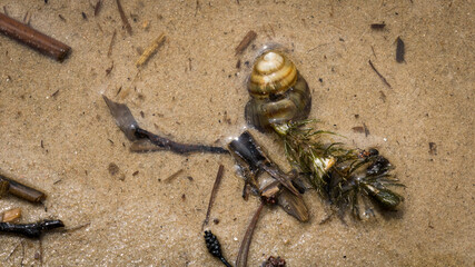 Composition created by nature on the shore of the lake