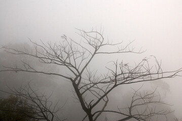 Dry tree branch on the fog and misty around the mountain