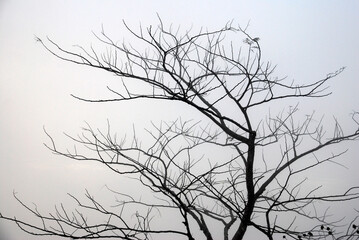 Silhouette Dry tree branch on the fog and misty around the mountain - nature fall foliage season - Black and white patterns