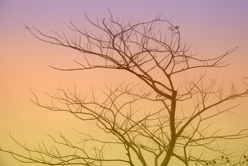 Silhouette Dry tree branch on the fog and misty around the mountain - nature fall foliage season 