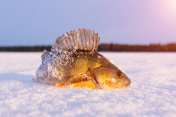 Caught fish common perch, European perch lies on the ice of the river. Winter fishing.
