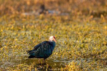 Western swamphen or Purple Moorhen or Porphyrio porphyrio closeup in wetland of keoladeo national park or bharatpur bird sanctuary rajasthan india