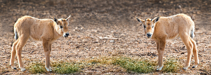 Two kids of antelope Arabian white oryx (Oryx dammah). The species inhabits native environments of Sahara desert, recently introduced into nature reserves of the Middle East