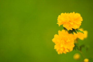 Golden yellow flower heads, Marigolds close-up