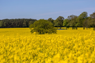 Yellow Flowering Rape Fields In Germany