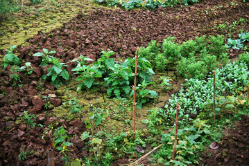 Dry soil with moss in the canal and Bamboo wall is separate between dry soil and new plants. 