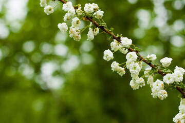 White flowers on the branch, macro of the flower
