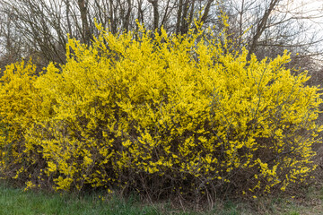 forsythia in bloom with birch trees in the background 