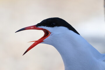 common tern detail - 431155997