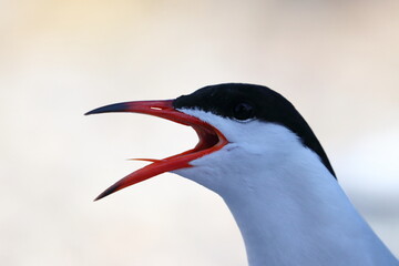common tern detail - 431156105