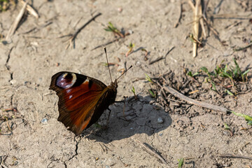 aglais io peacock butterfly basks on the floor 
