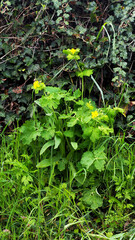 Schöllkraut