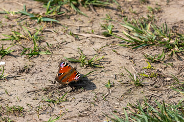 aglais io peacock butterfly basks on the floor 