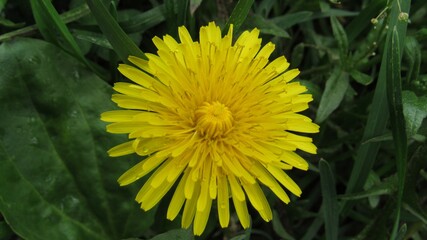 yellow dandelion in the green grass