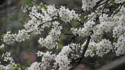 white flowers on a tree. spring floral background
