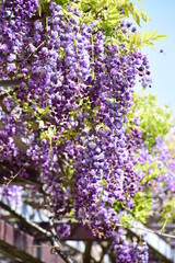 Obraz premium Wisteria