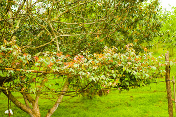 Fototapeta na wymiar Rose tree and nature background