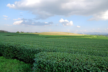 Fototapeta na wymiar Green tea field with blue sky cloud background at singha parks at chiang rai , thailand - Nature and agriculture farm