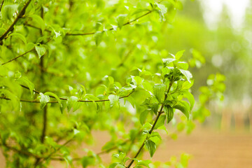 Green tree and leaves background