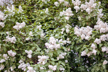Bushes of white lilac blooming in spring garden.